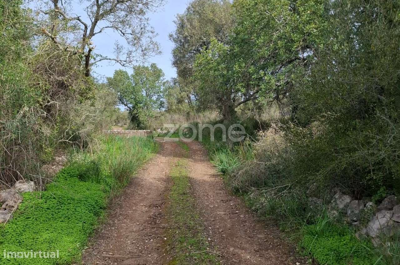 Terreno Rústico com 1.600m2 em Poço da Nora, Messines - Grande imagem: 5/16