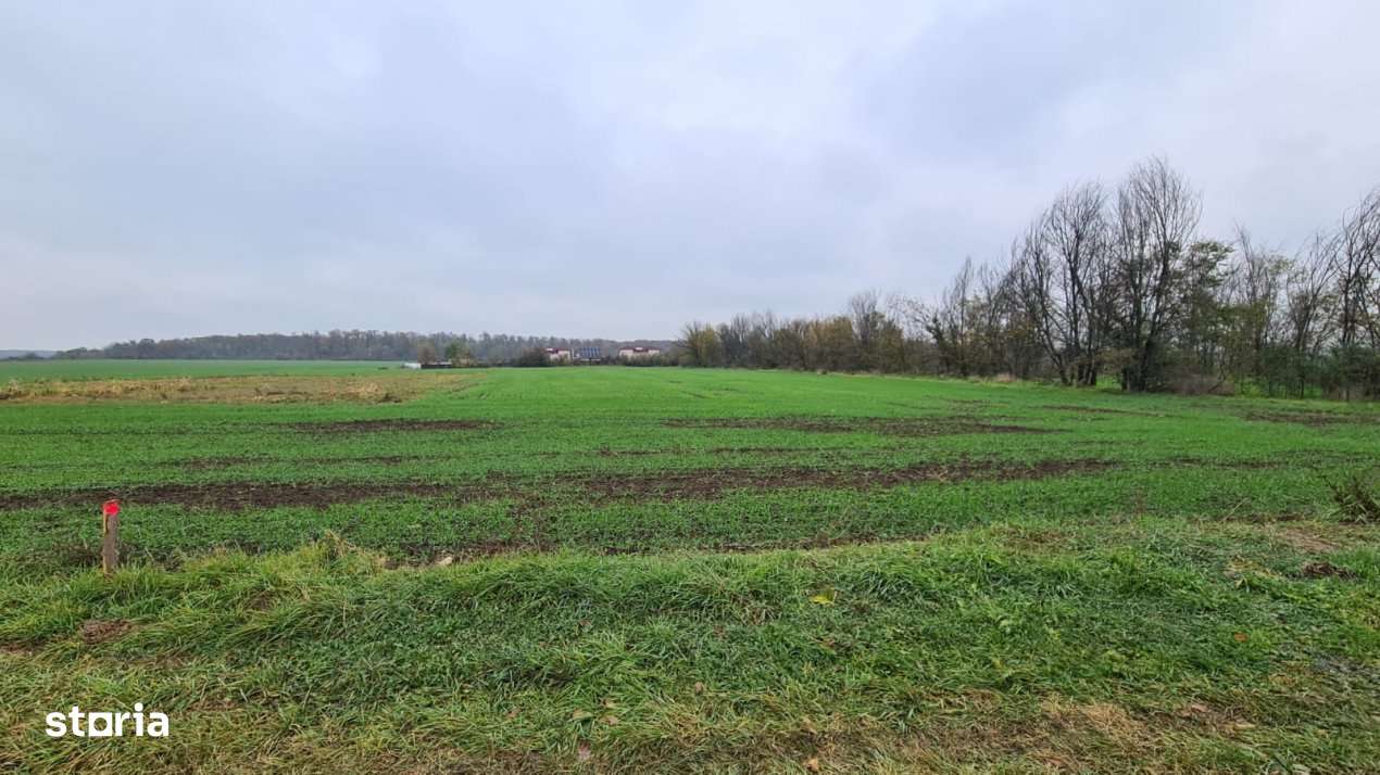 Teren Branesti -Romancierilor - Imagine principală: 2/7