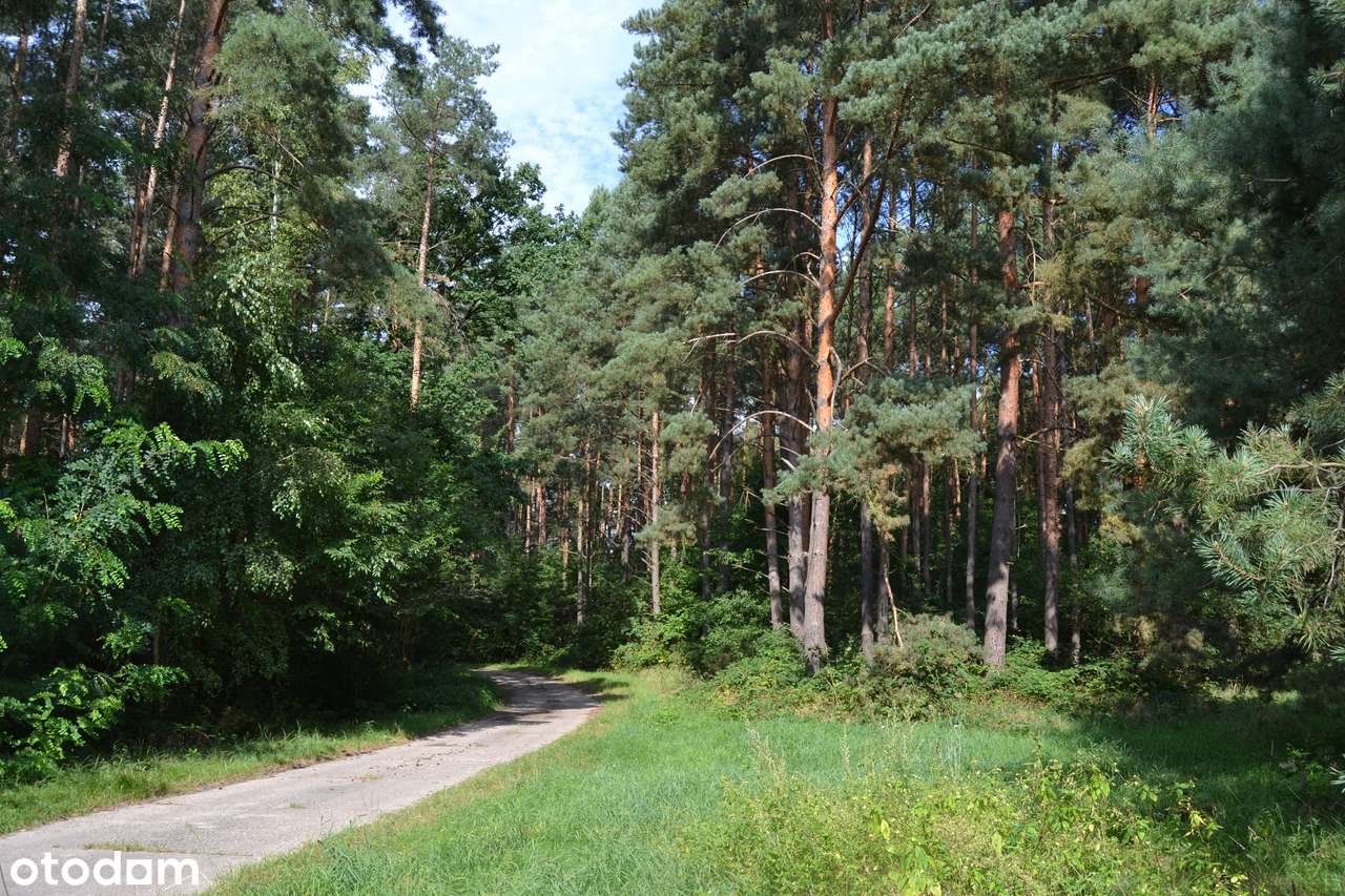 Osada Jagodowa | Działki rekreacyjne w środku lasu | od 500 m2-7