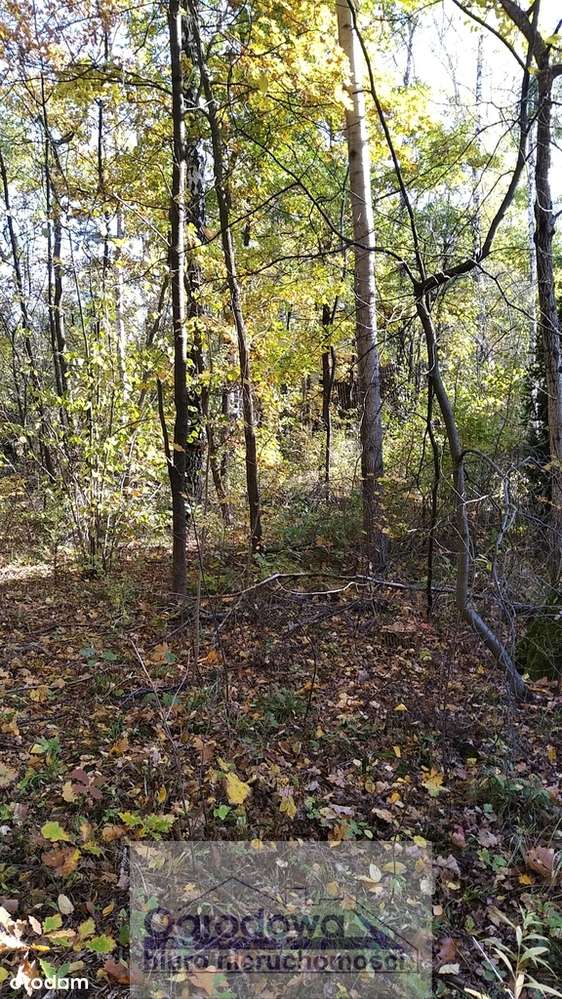 Cicha, foremna działka w Magdalence-1