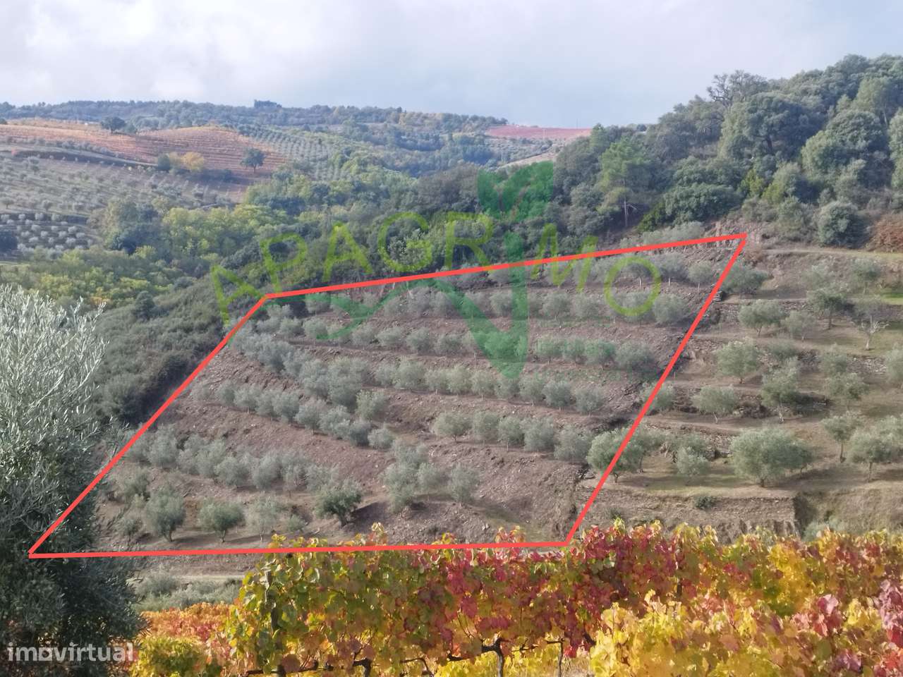 Olivais em Valongo dos Azeites, S.J. da Pesqueira-13