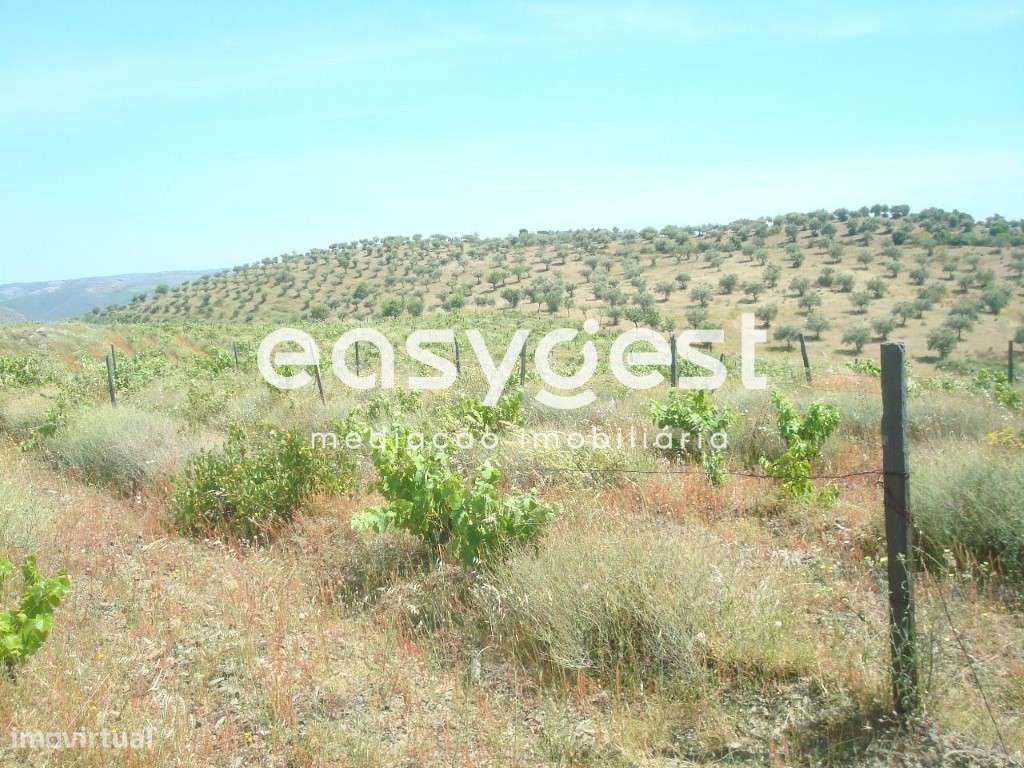 Terreno agrícola de 1,5 hectares em Almendra - Grande imagem: 5/10