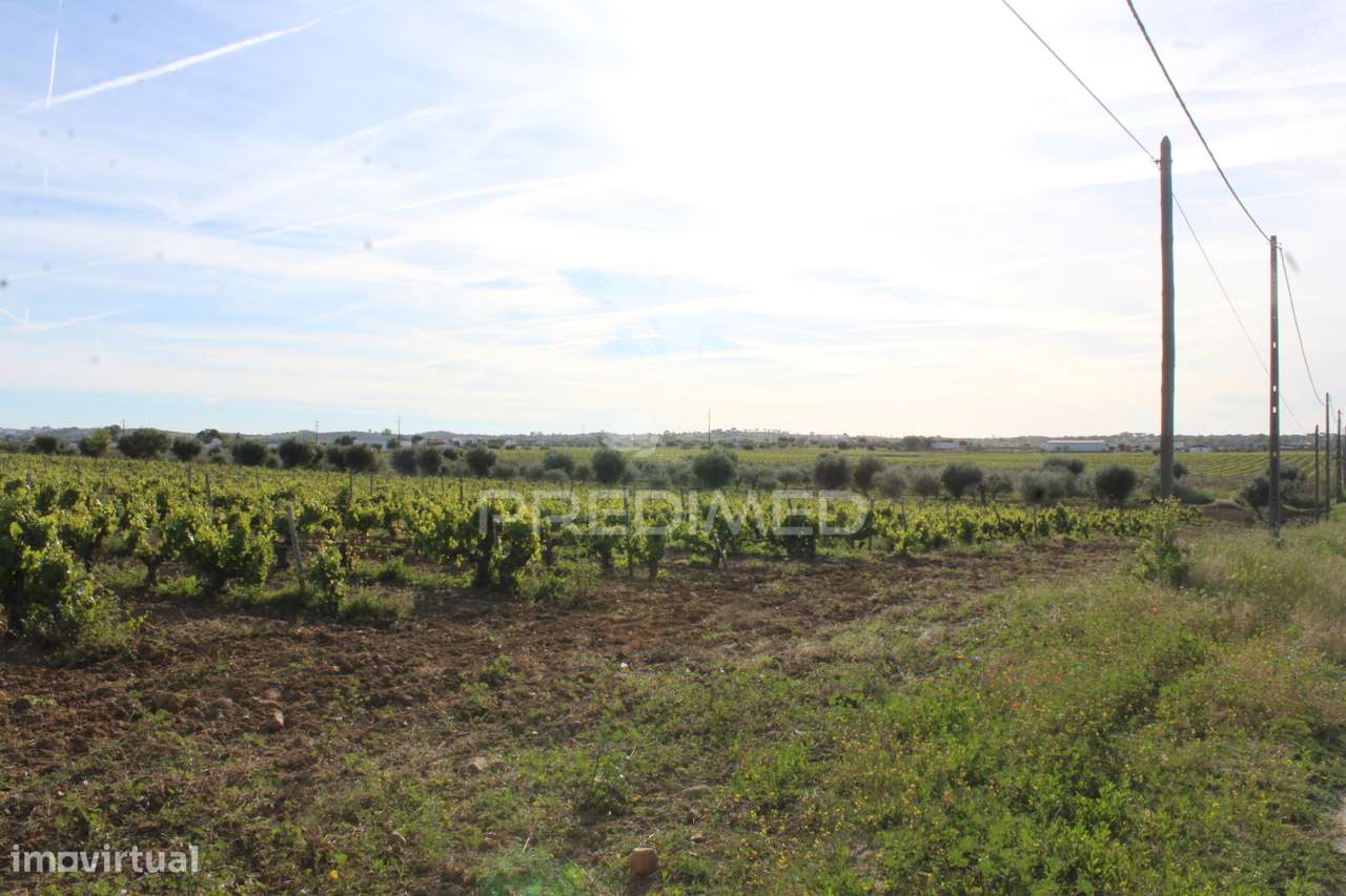 Vinha em plena produção 20 ha - Grande imagem: 3/32