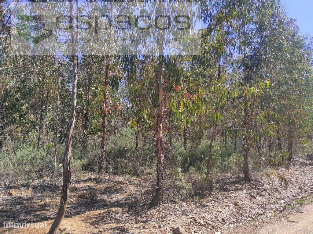 Terreno Rustico - Grande imagem: 3/12