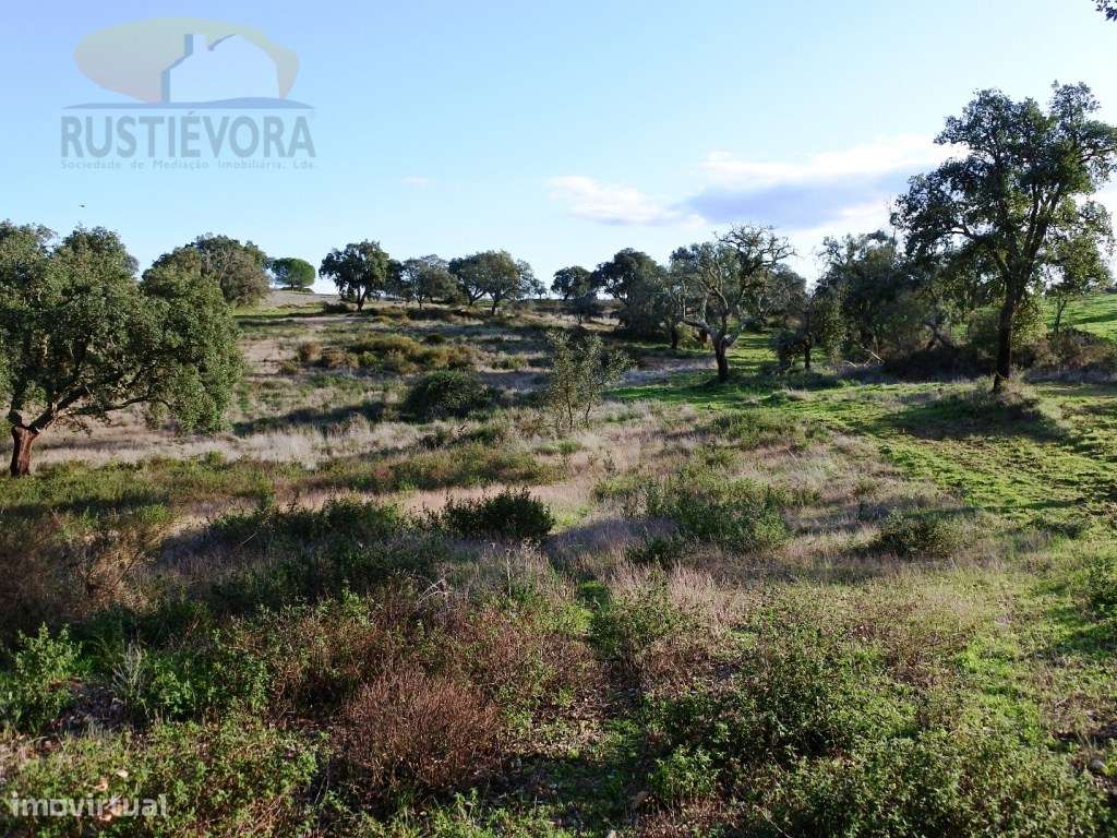 Quinta com 7,5 ha com montado de sobro, com viabilidade de construç... - Grande imagem: 4/12