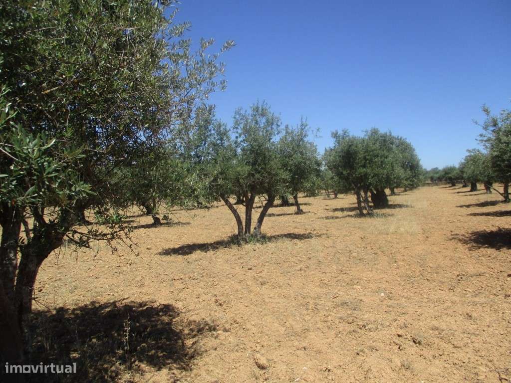 Terreno Rústico em Santiago Maior - Grande imagem: 2/4