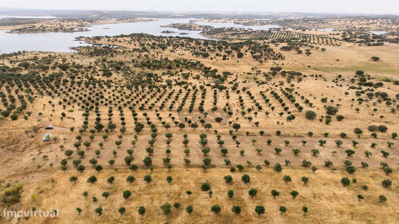 Terreno Agrícola com Olival com 14000m2 Barragem de Alqueva– Ferreira - Grande imagem: 5/17