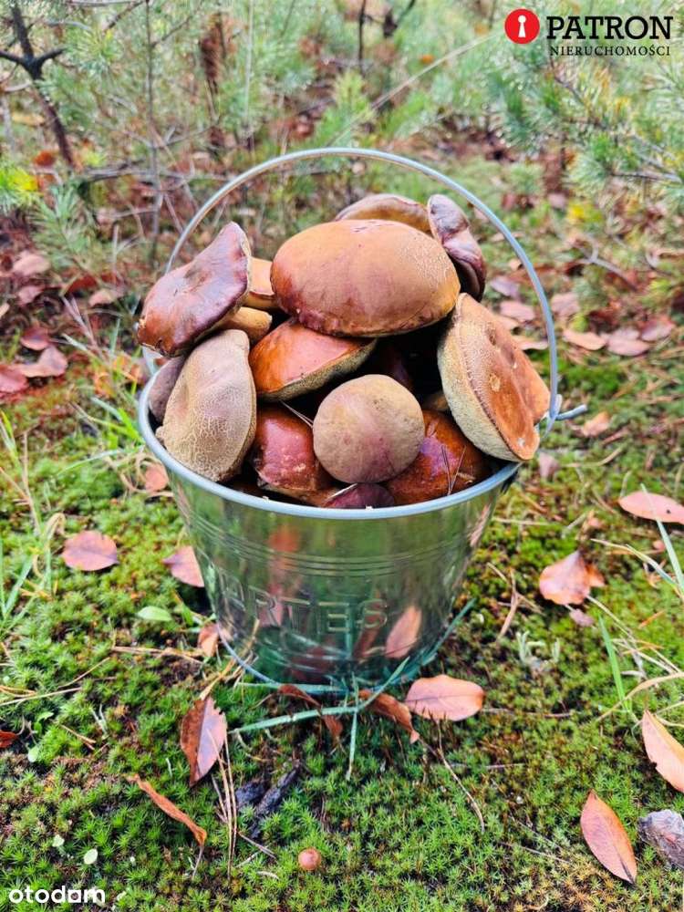 Sprzedam działkę o pow. 2 438 m² w Rurzycy-2