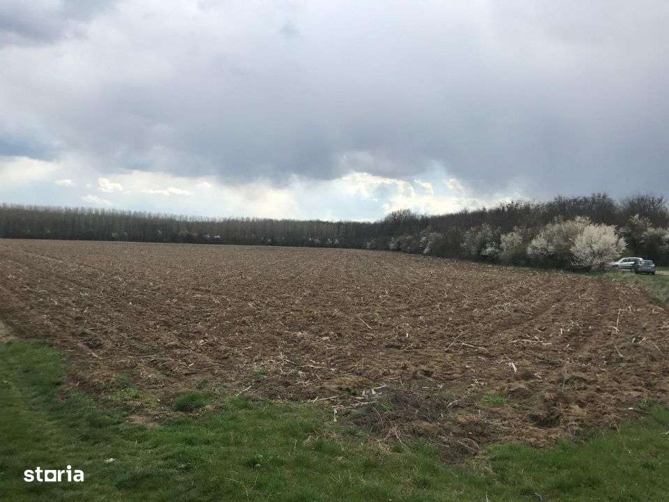 Teren 7500 m² de vanzare in Ciolpani-3