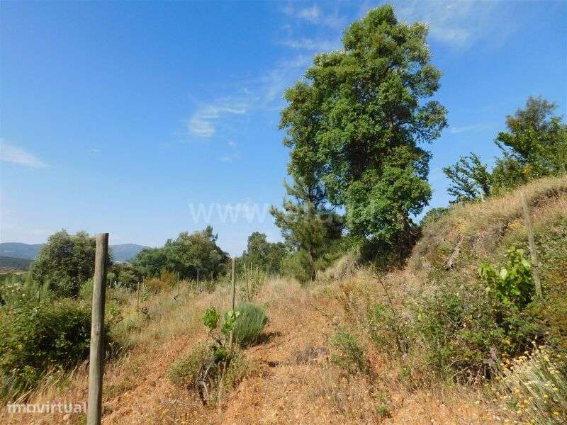 Terreno Rústico / Fundão, Vales Pêro Viseu - Grande imagem: 4/8