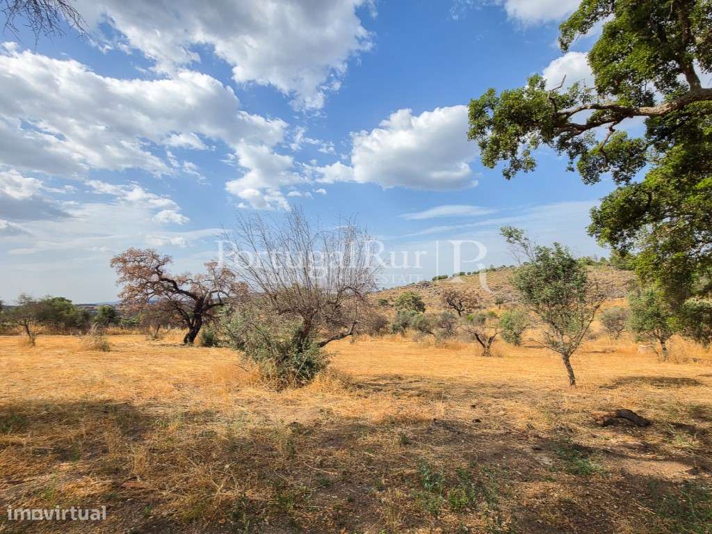 Quintinha de 1.8 hectares em Medelim-21
