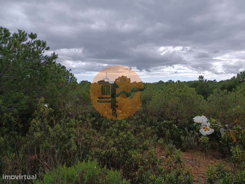 TERRENO COM 15.280 M2 - MURTEIRA - AZINHAL - CASTRO MARIM - ALGARVE - Grande imagem: 5/33