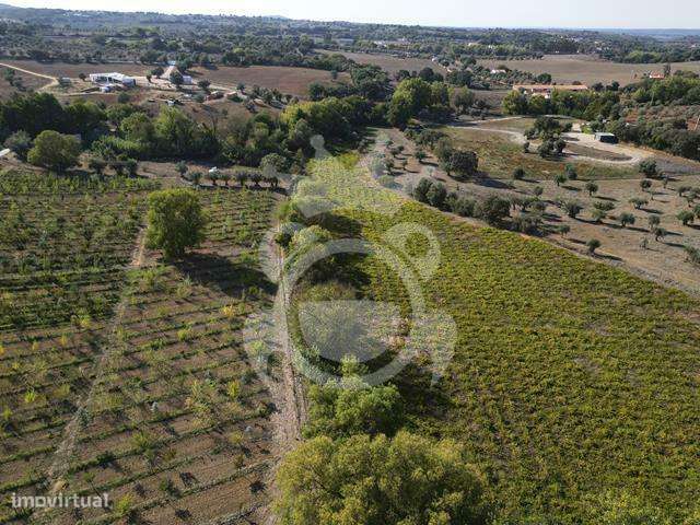 Quinta 2ha Montemor-o-Novo - Grande imagem: 4/20