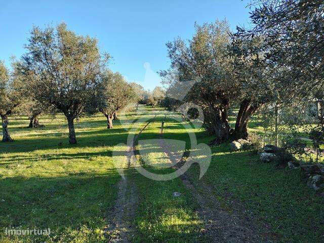 OLIVAL PARA VENDA EM CARRAPATELO - CORVAL - Grande imagem: 4/29