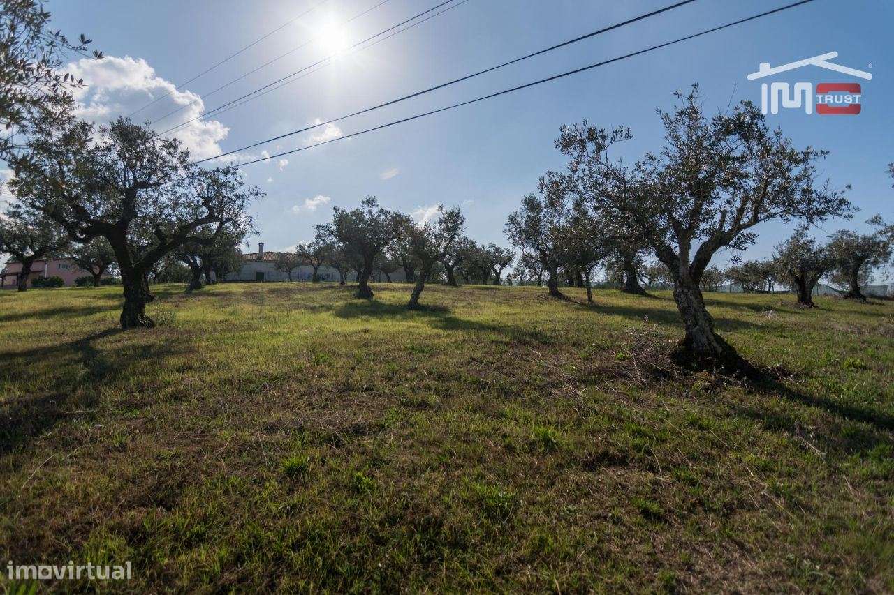 TERRENO DE CULTURA COM OLIVEIRAS EM SOBRAL DA GRANJA - Grande imagem: 4/8