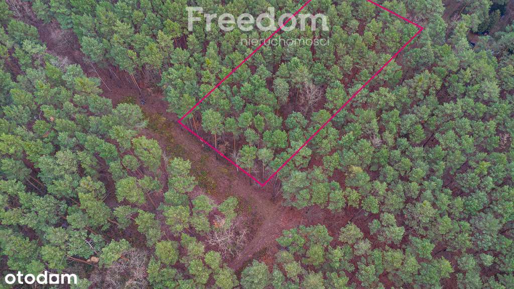 Piękna działka budowlana w Sękocin Las obok Łaz - Pełny obrazek: 4/20