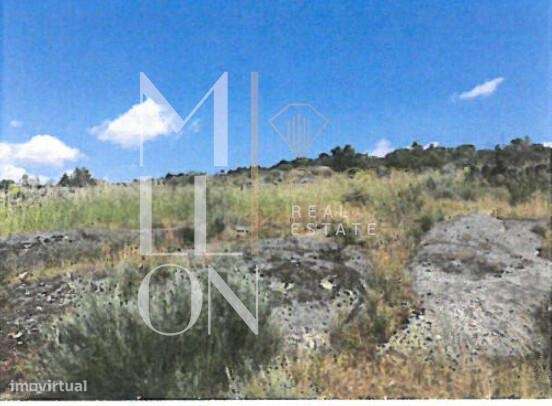 Terreno de Pinhal, Carvalhos e Oliveiras-  329 - Grande imagem: 2/3