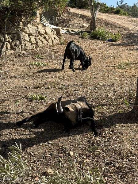 Vende-se Terreno Rustico com Pomar - Grande imagem: 5/12