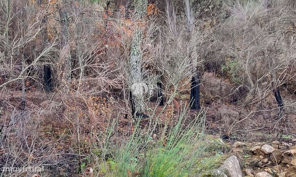 Terreno 15.844m² - Távora - Grande imagem: 5/11