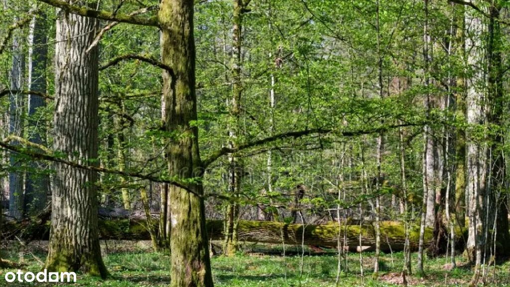 Las 60 letnie drzewa - Kawęczyn gmina Obrowo