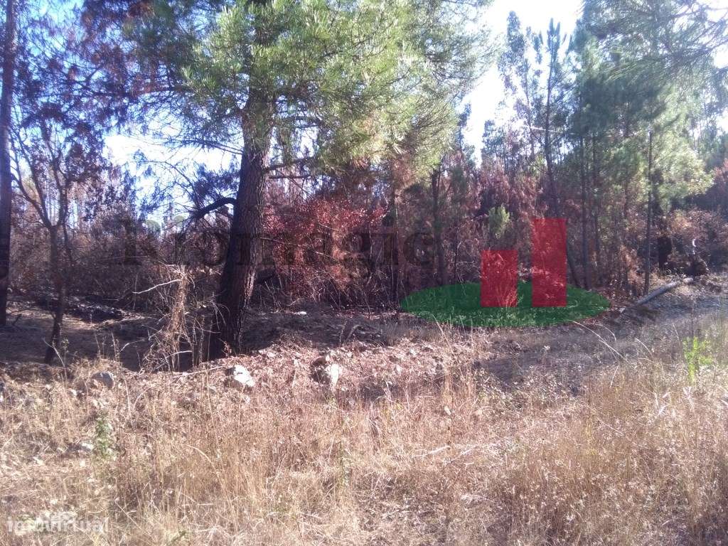 Terreno Rústico Cardigos ***RIOMAGIC*** - Grande imagem: 5/7