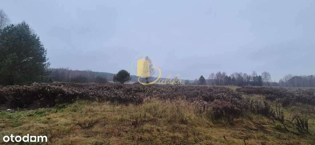 Las, przestrzeń, możliwości: Grzybowce czekają - Pełny obrazek: 5/6