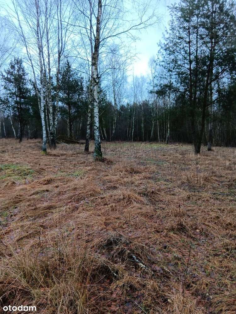 Działka siedliskowa Słubica Wieś 3000m2 - Pełny obrazek: 5/8