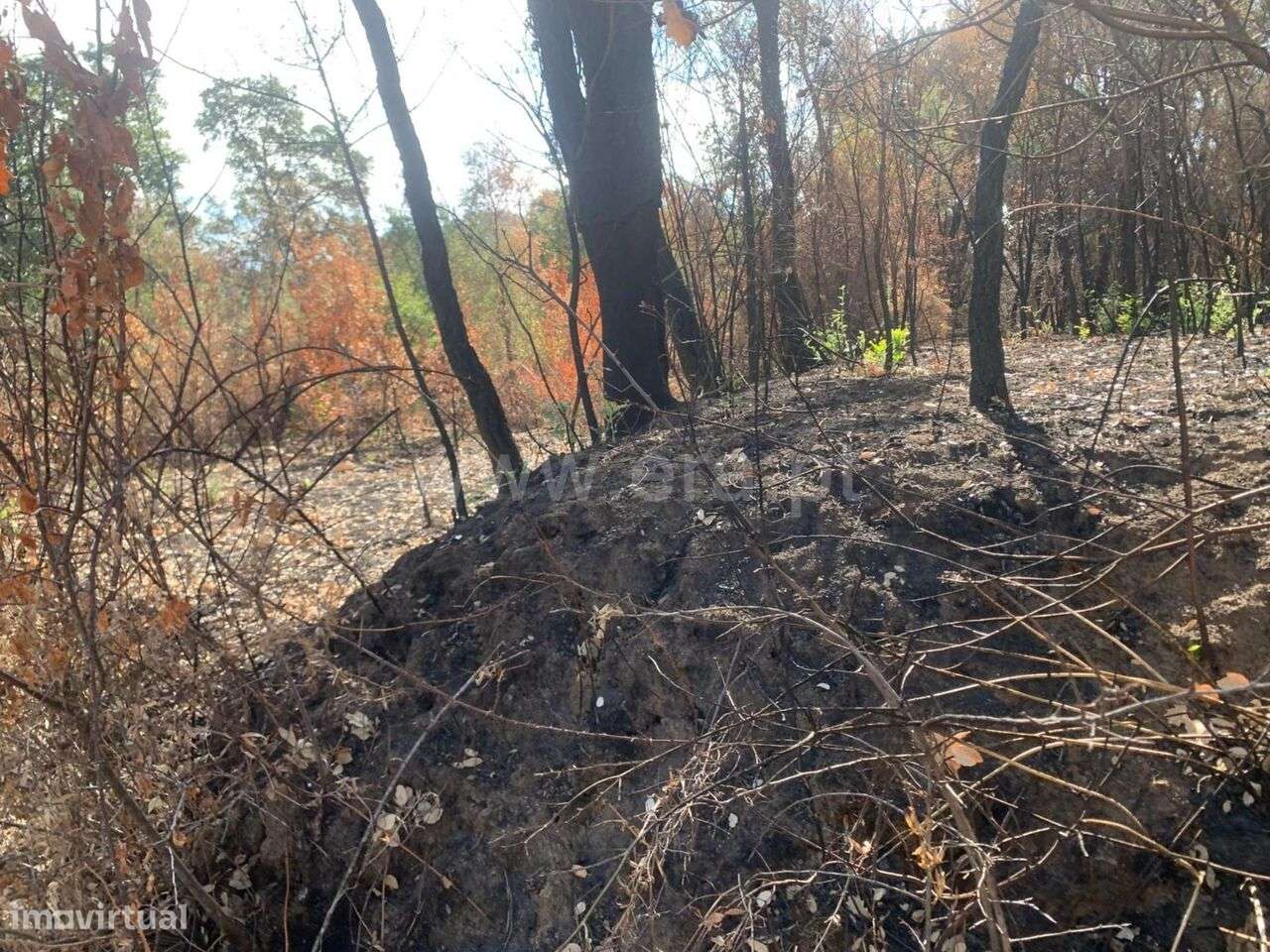 Terreno / Fundão, Freixial - Grande imagem: 5/5