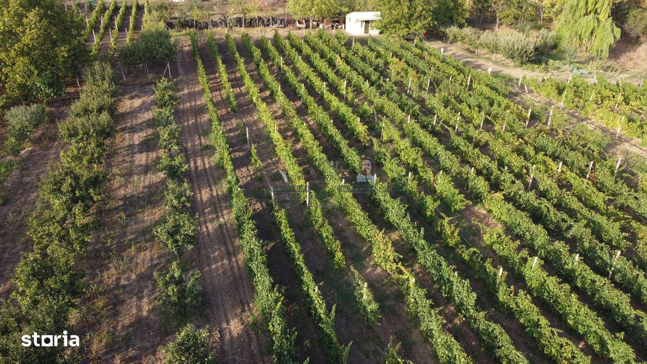 Teren intravilan Tecuci/Podgorie si Pomi Fructiferi/5000 mp - Imagine principală: 4/14