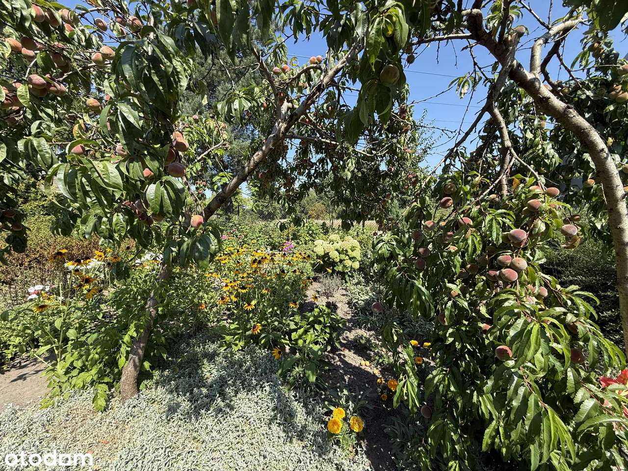 Siedlisko w mazowieckiej wsi-13