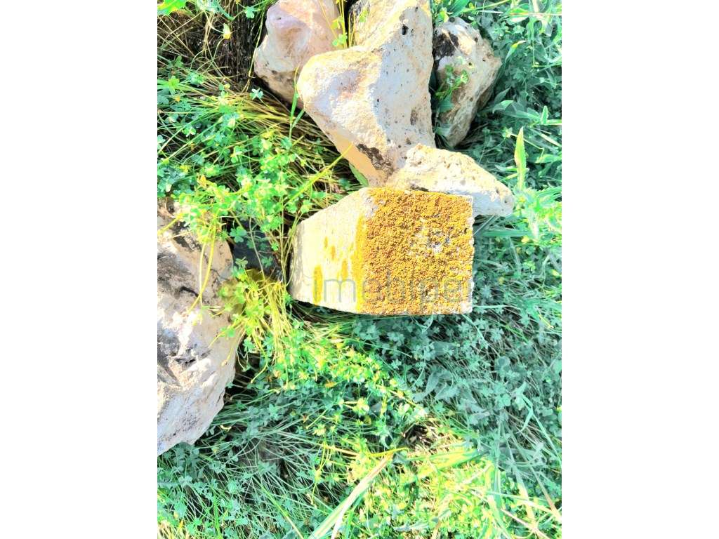 Terreno plano em zona rural, em Algoz, para agricultura e afins.-9