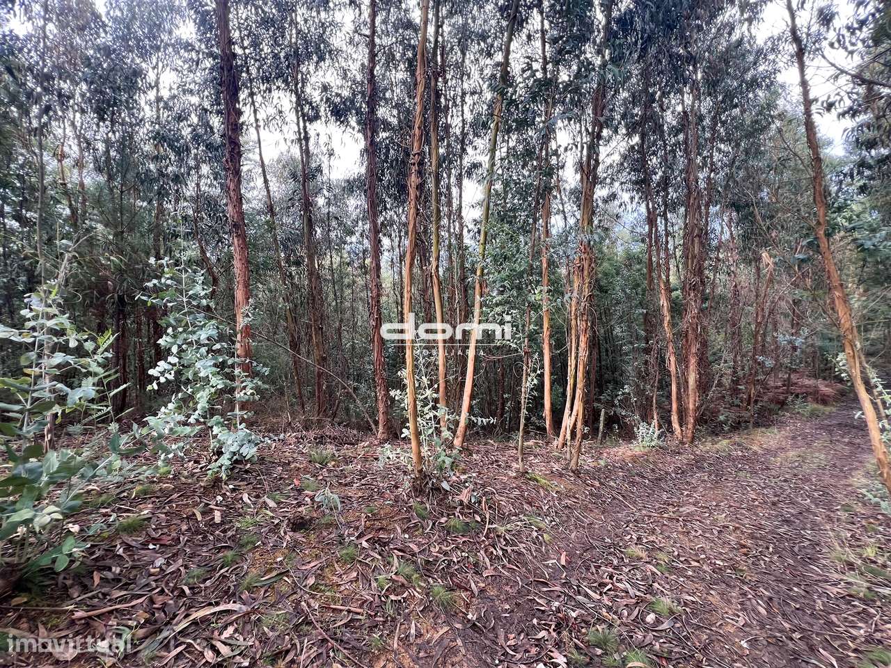 Pinhal com 11.413 m² em Vouzela🌲 - Grande imagem: 3/8