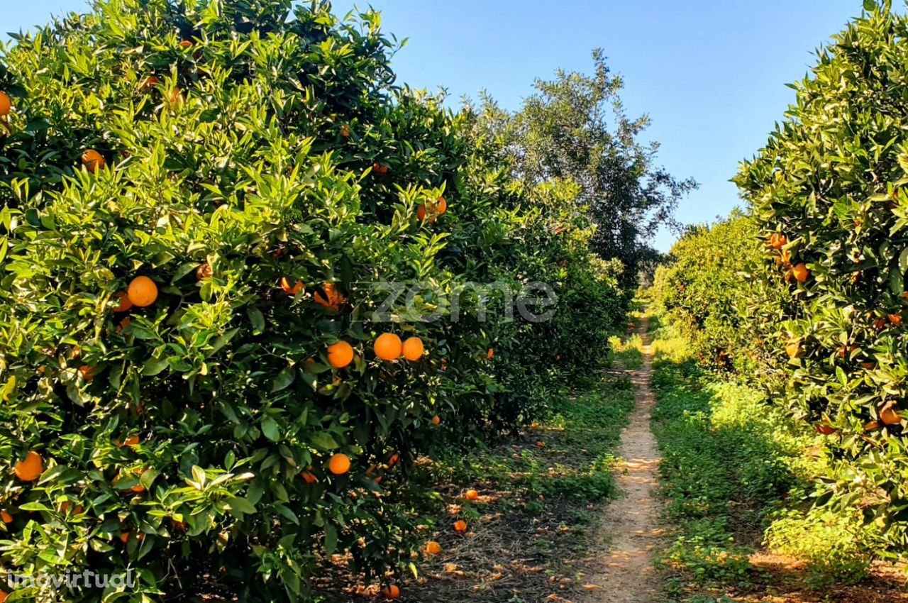 Terreno de Citrinos Algarvios