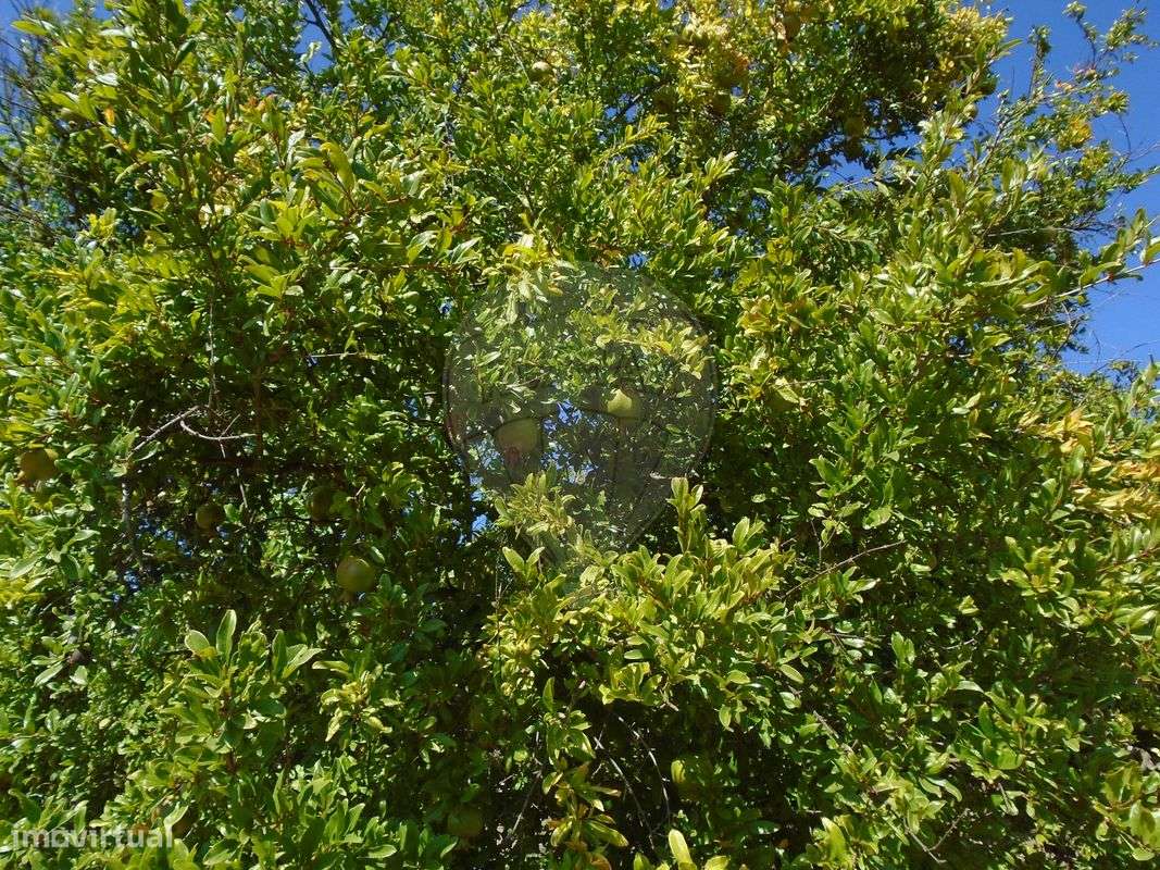 Quinta T5 para venda-12