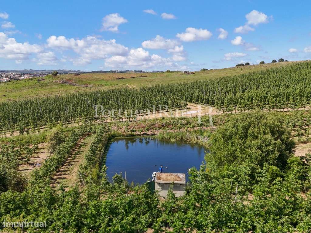 Exploração Agrícola com 37 ha e produção de Pera Rocha no Cadaval-8