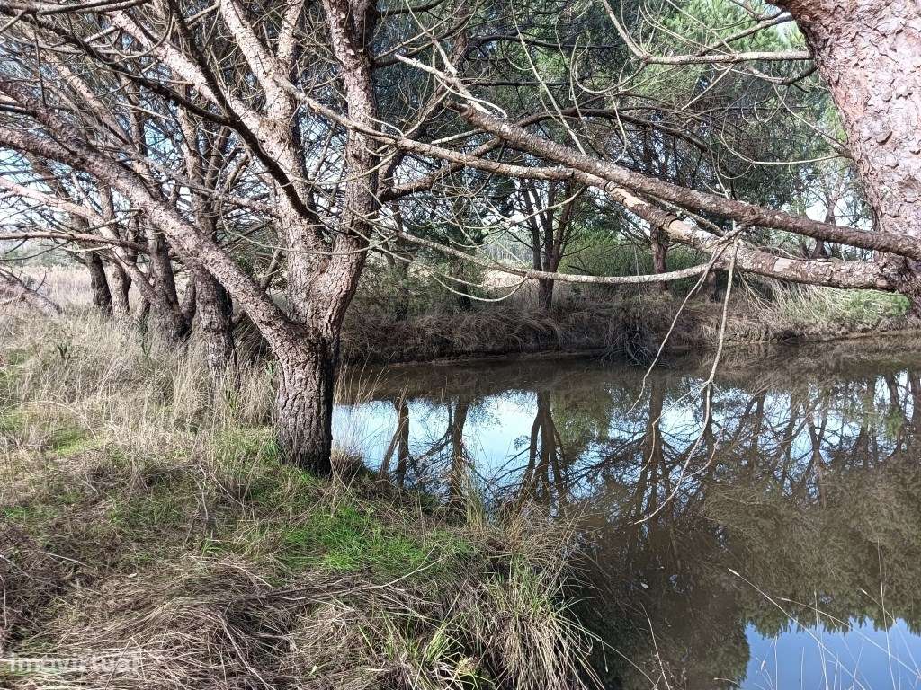 Terreno / Quinta com 6 hectares junto ao rio Boco - Vagos - Grande imagem: 4/22