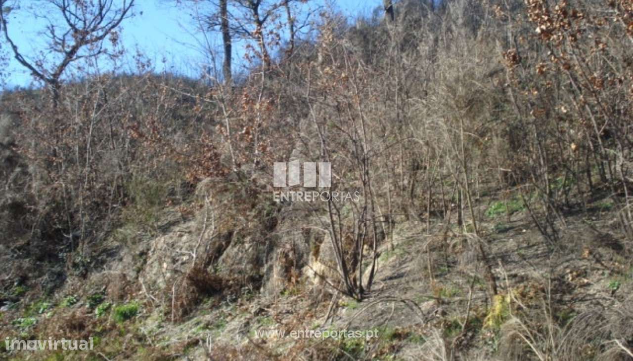 Venda Terreno, Grilo, Baião - Grande imagem: 5/7