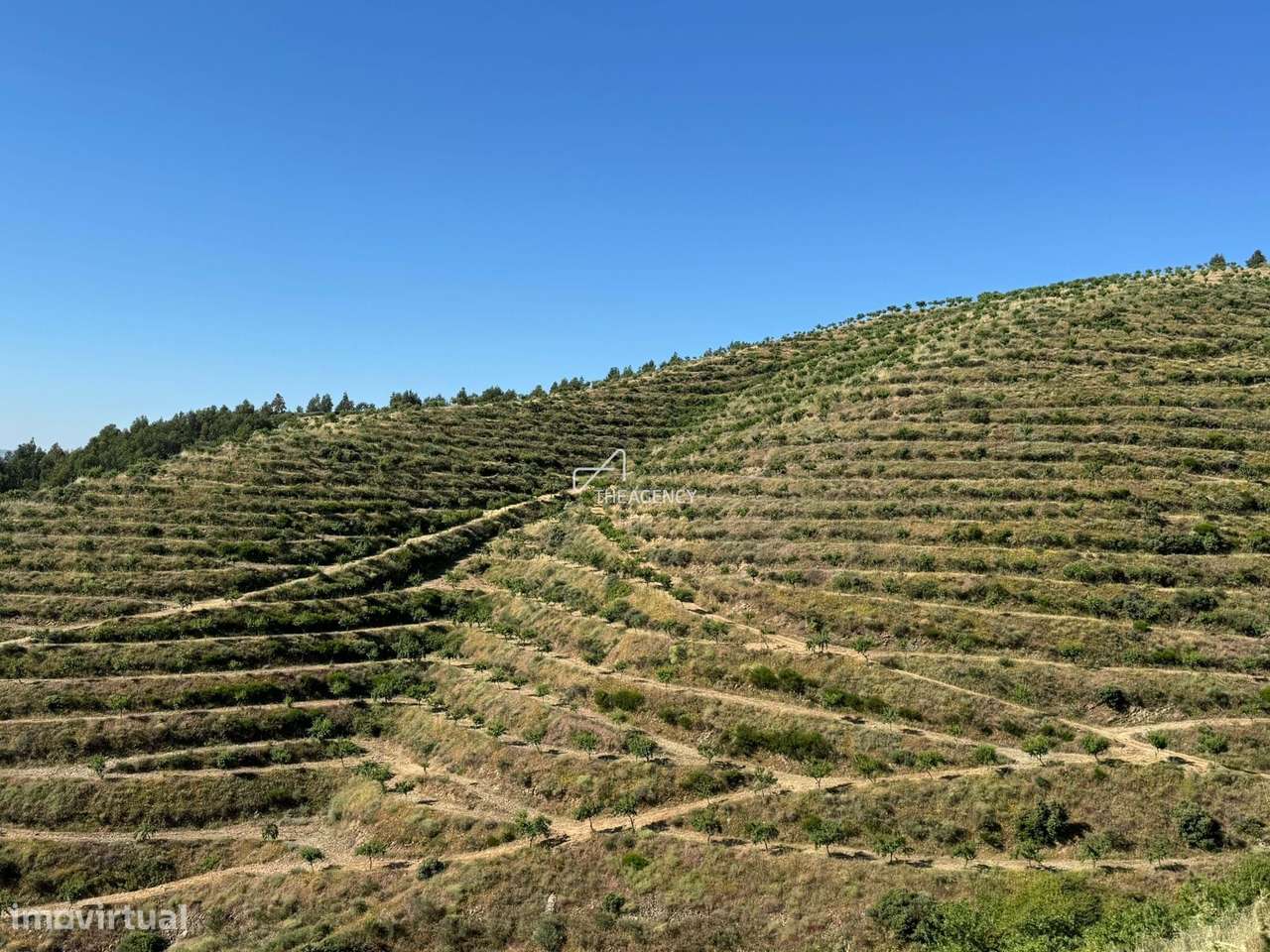 Exploração Agrícola Sustentável com 17ha de Amendoal Certificado – Inf - Grande imagem: 5/8
