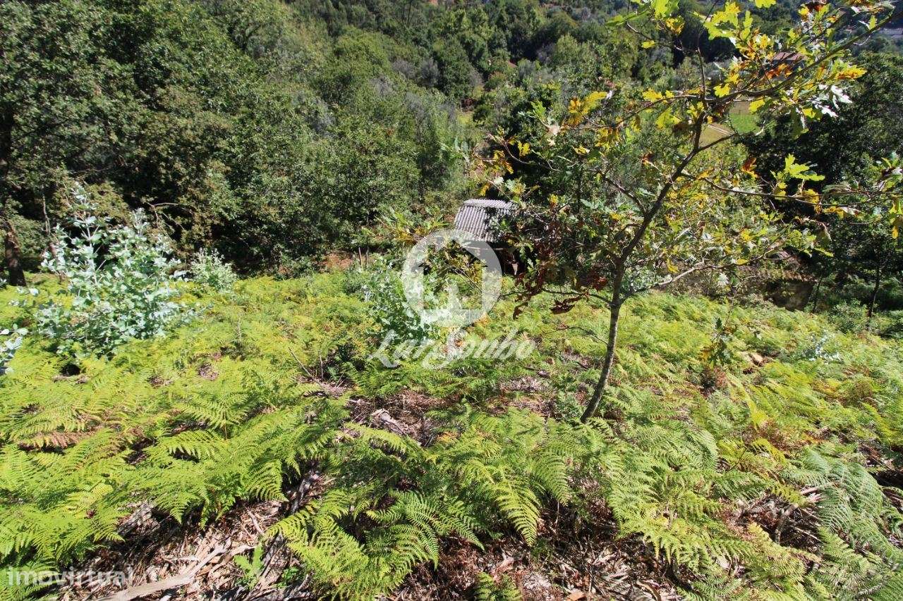 Quintinha com 32.270 m2 em Amares, Braga - Grande imagem: 5/21