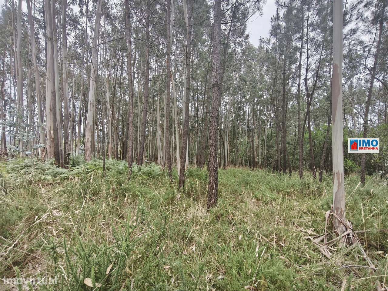 Terreno c/ possibilidade de Construção | 2542 m² | Vila Nova de Poiare-4