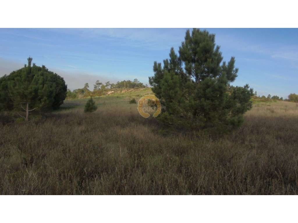 Terreno com 42500 m2. - Grande imagem: 5/7