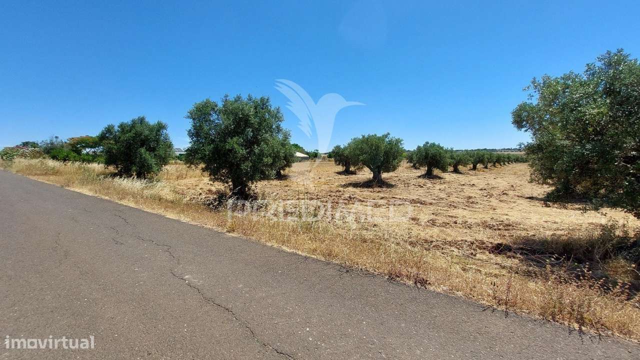 Terreno Agricola com Oliveiras - Grande imagem: 5/21