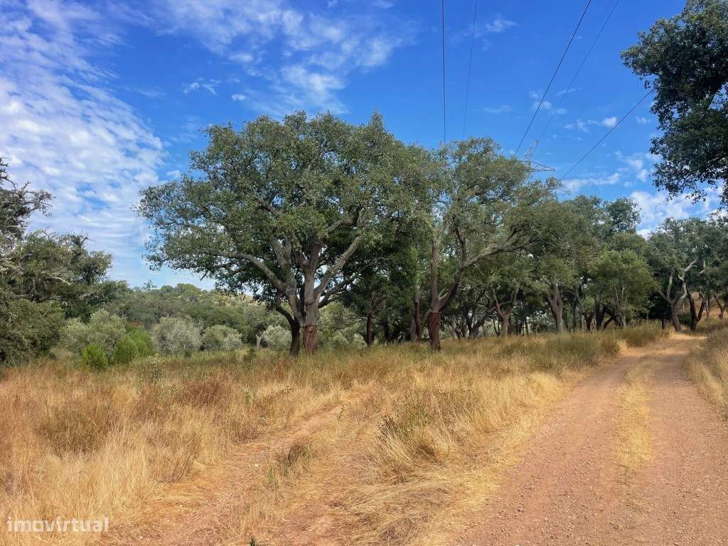 HERDADE COM 100 HECTARES E BASTANTE ARBORIZAÇÃO-16
