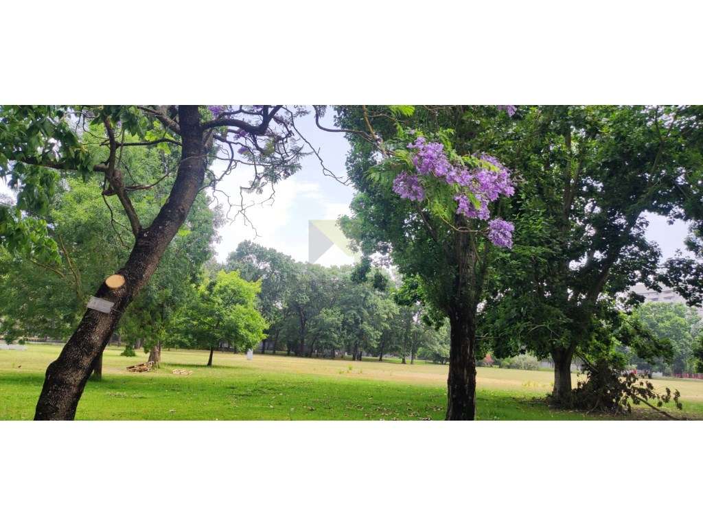 Apartamento T3 com Excelentes Áreas e Luminosidade - Campo Grande - Grande imagem: 3/31