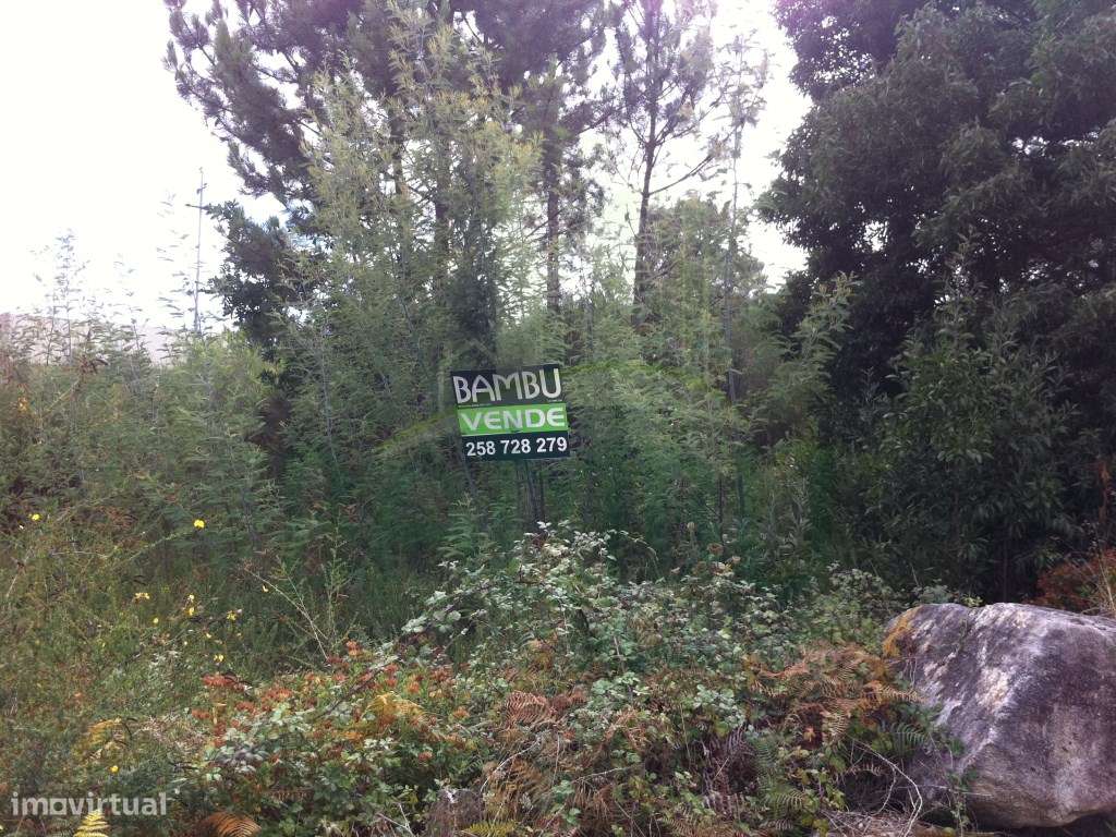 Terreno com 2.300m2 em Vilar de Mouros - Grande imagem: 4/7