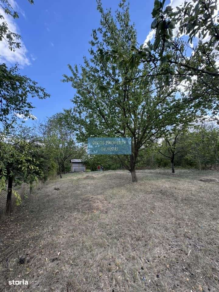 DE VANZARE Teren intravilan Comuna Daia,Jud Giurgiu - Imagine principală: 4/5