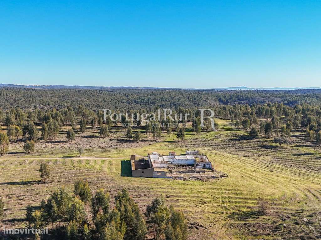 Herdade de 1000 ha com eucaliptal, ruínas e barragem - Grande imagem: 5/15