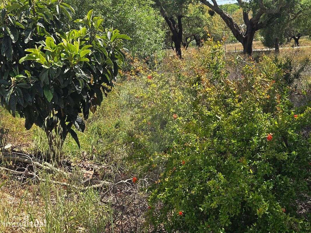 Quinta T3 para venda-19