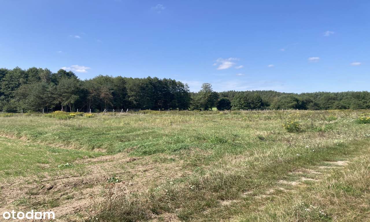 Piękna działka/Ostrowina/Las - Pełny obrazek: 4/4