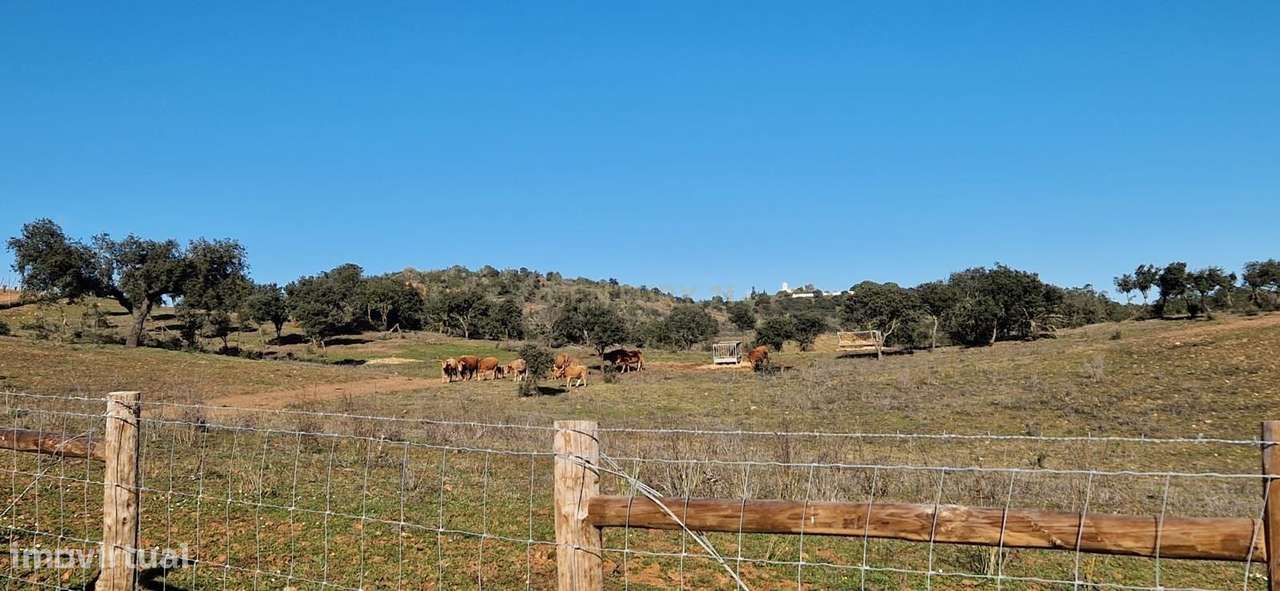 Herdade de 62 Hectares no Coração do Alentejo – Évora  - Agricultura --17